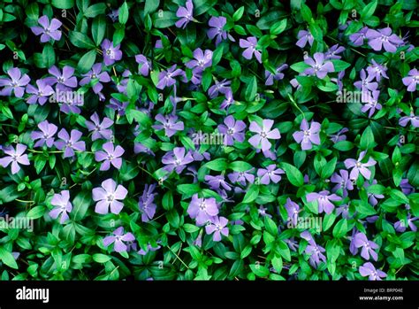 purple vinca minor  periwinkle blooms making  green flowered stock