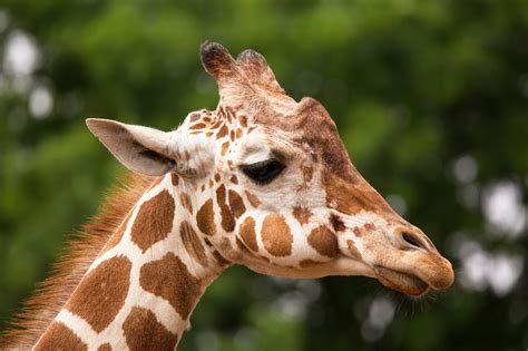 giraffe    pattern  spots animals momme