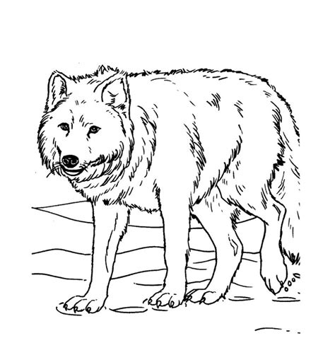 wolf coloring page image animal place