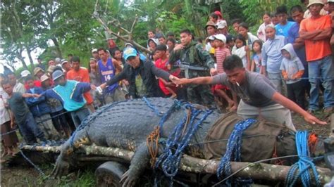 philippine giant croc captured after three week hunt bbc news