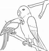 Bird Macaw Colorier sketch template
