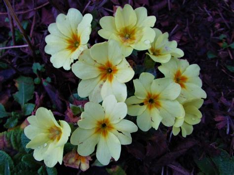 primrose common primrose english primroseprimula vulgaris