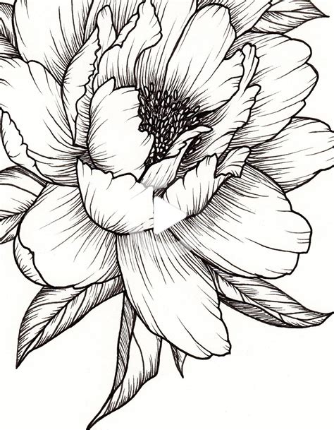 pivoine fleur art de print illustration  fleur dessin tatouage