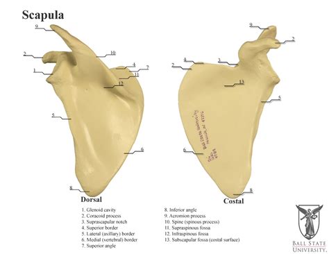 scapula bone markings