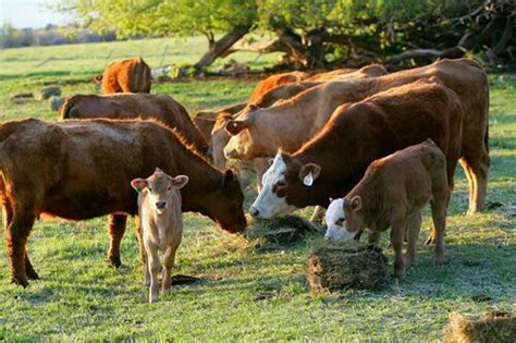 pin  macy phillips  landelijk leven cattle ranching cattle animals