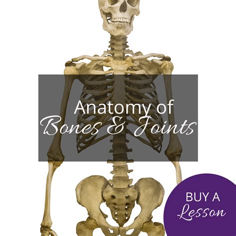 anatomy of bones and joints rachel scott