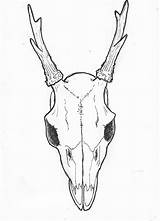 Skull Drawing Deer Easy Side Animal Drawings Mule Skulls Tattoos Horns Line Tattoo Getdrawings Roe Coloring Paintingvalley Pages Clipartxtras sketch template