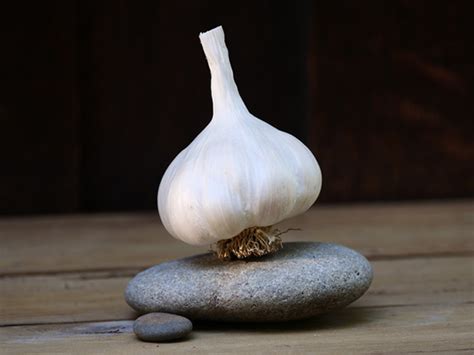 silver white hood river garlic