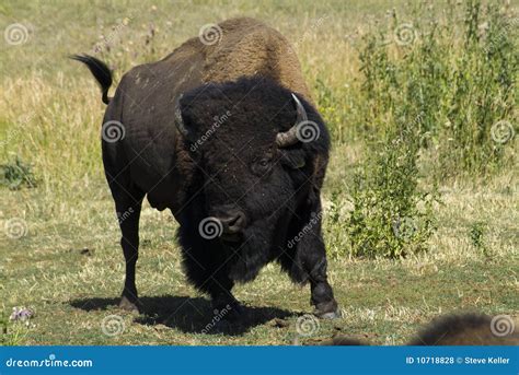 charging bison royalty  stock  image