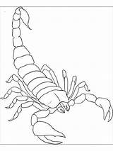 Scorpion Scorpio Colouring Poisonous Scorpions sketch template