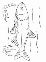 Carp Coloring Pages Designlooter 1000px 76kb Fish sketch template