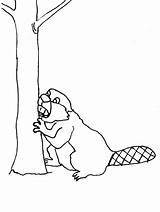 Beaver Ausmalbilder Colorat Biber Castor Castores Animale Kolorowanki Mewarnai Berang Kleurplaten Bever Drzewa Dzieci Colorir Animalute 1622 Animierte Ausmalbild Imprimir sketch template