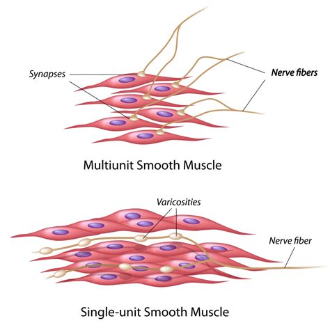 muscular system   move  interactive biology