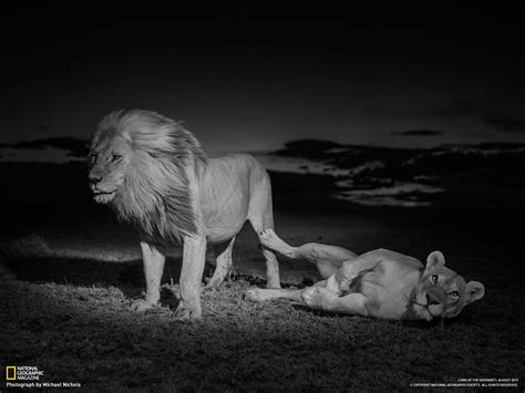 交尾のあとで休んでいたライオンの雄と雌（タンザニア） ナショナル ジオグラフィック日本版サイト