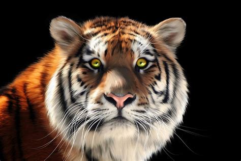siberian tiger digital art by julie l hoddinott fine art america