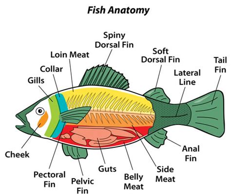 fish body parts diagram  kids label  parts  fish worksheets