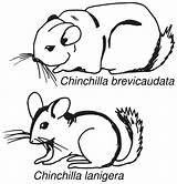 Chinchilla Coloring Pages Color Animals sketch template