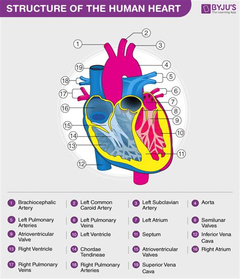 human heart anatomy functions  facts  heart