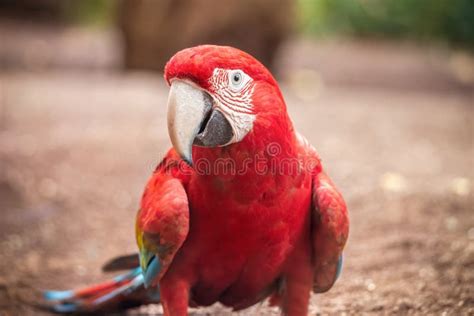 walking red macaw  scarlet macaw ara macao  green sunny jungle background stock photo