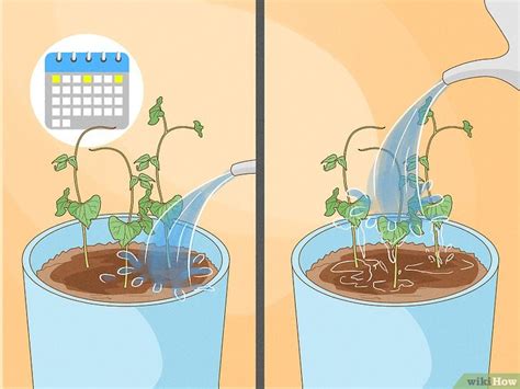 How To Grow Beans In Pots Wikihow