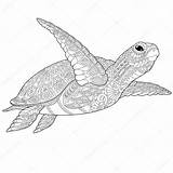 Zentangle Turtle Stylized Stock Illustration Depositphotos sketch template