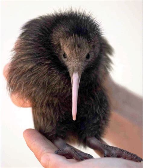 2 Kiwi Birds Are Rare Bright Spot In Grim Extinction Report The