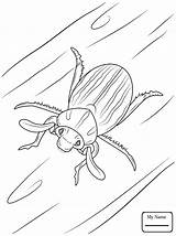 Coloring Pages Beetle Insects June Scarab Bug Beetles Printable Drawing Getdrawings Lined Ten sketch template