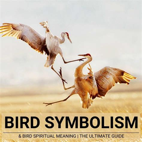 discover bird symbolism  full guide  spiritual meanings