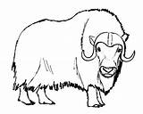 Musk Ox Drawing Clipartmag sketch template