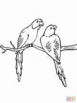 Coloring Pages Parakeets Two Parakeet Budgie Printable Colorings Color Birds Print sketch template