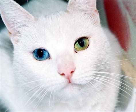 awesome cat eye photos
