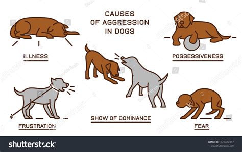 signs  aggression  dogs