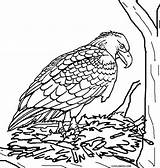 Eagle Coloring Pages Printable Falcon Peregrine Baby Kids Cool2bkids Little Print Eagles Color Getdrawings Getcolorings Birds Col sketch template