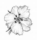 Flower Hawthorn Drawing Angiosperms Crataegus Paintingvalley Woody Group Drawings sketch template