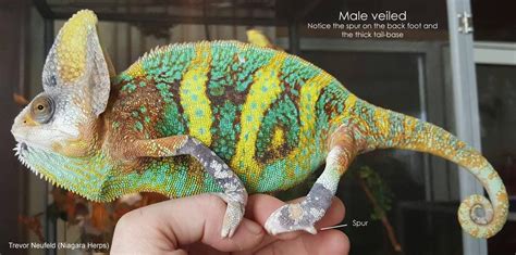 Male Or Female How To Sex A Veiled Yemen Chameleon Veiled Chameleon