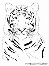 Tiger Coloring Pages Preschool Beatiful Kids Henri Rousseau Animals Animal Cartoon Paper Leave Popular Drawings Comments sketch template