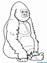 Ape Mewarnai Gorila Gorilla Pororo Sketsa Apes Hutan Mewarnaigambar Bestcoloringpagesforkids Monkey Lomba Utan Posisi Buku Melebar Memanjang sketch template