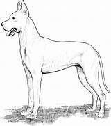 Dog Coloring Pages Dane Great Breed sketch template