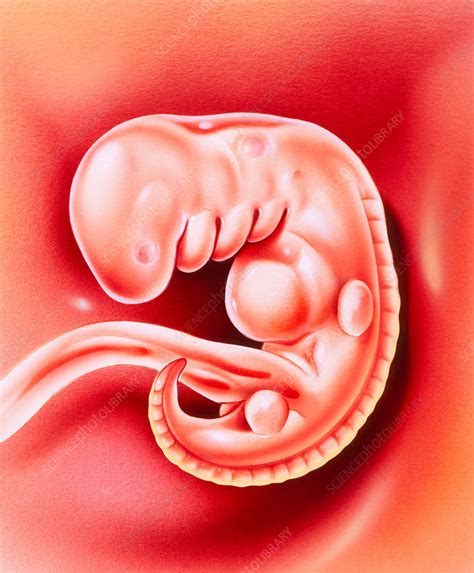 illustration    day  human embryo stock image p science photo library