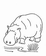 Hippo Hipopotamo Berkaki Sketsa Hippopotamus Hipopotam Empat Binatang Hippopotame Kolorowanki Bebiendo Dla Coloriage Hewan Coloriages sketch template