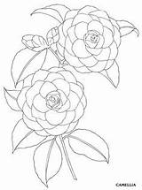 Camellia Coloring Draw Flower Drawing Drawings Pages Dover Flowers Creative Haven Publications Color Garden Plant Floral Designlooter Selbermachendeko Doverpublications Diyflowers sketch template