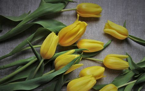 yellow tulips wallpaper wallpaperscom