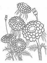Coloring Pages Flower Marigold Marigolds Kids Recommended sketch template