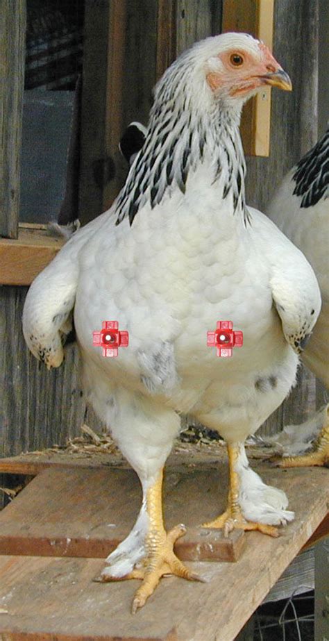 Why Don T Chicken Breasts Have Nipples