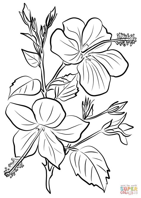 hibiscus coloring page  printable coloring pages