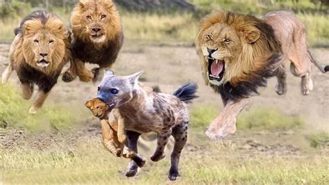 hyena approaching territory   lion steal cubs  dad lion detect  destroy hyena youtube
