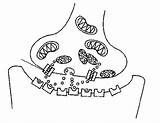 Synapse Chudler sketch template