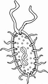 Coloring Bacteria Cell Prokaryote Pages Cells Prokaryotic Simple Drawing Color Plant Biology Science Animal Weird Biologycorner Prokaryotes Diagram Tattoo Eukaryotic sketch template