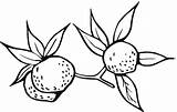 Arance Disegno Kolorowanka Frutta Desenho Folhas Laranjas Invernale sketch template