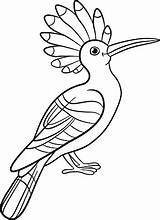 Hoopoe Coloring Pages Sits Cute Beautiful Vector Stock Designlooter 1024px 97kb sketch template